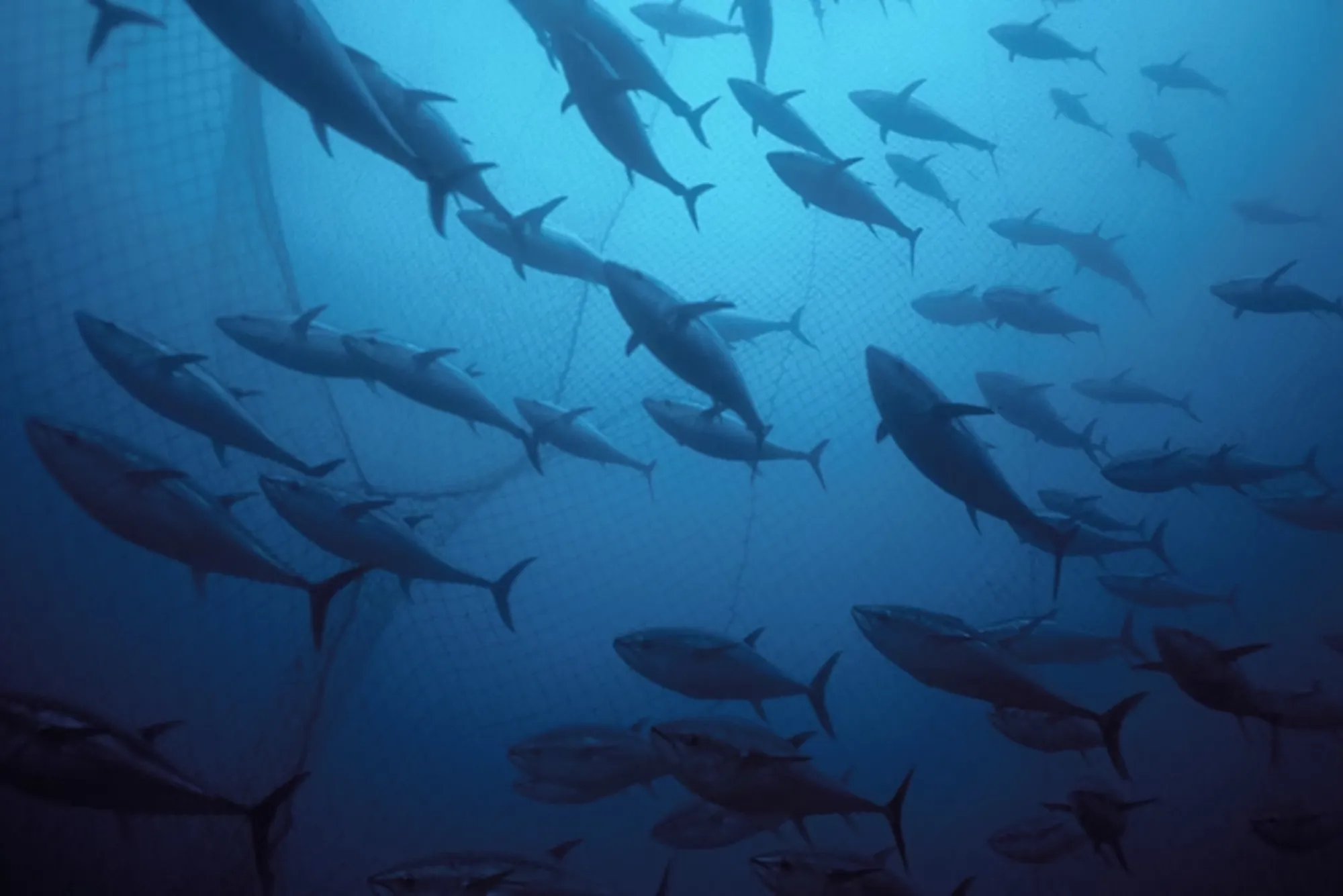 Expert Tips on How Scientists Count Fish in the Ocean