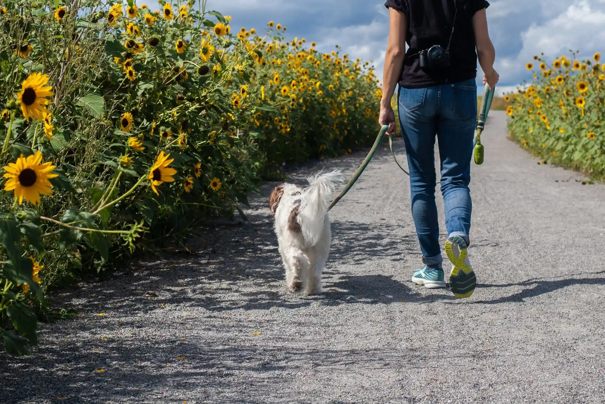 How to Train a Dog to Walk Beside a Stroller Without Pulling or Lungin