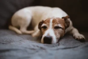 Canine Cognitive Dysfunction (CCD): Managing Dementia and Sleep Cycle Changes in Senior Dogs Canine Cognitive Dysfunction (CCD): Managing Dementia and Sleep Cycle Changes in Senior Dogs