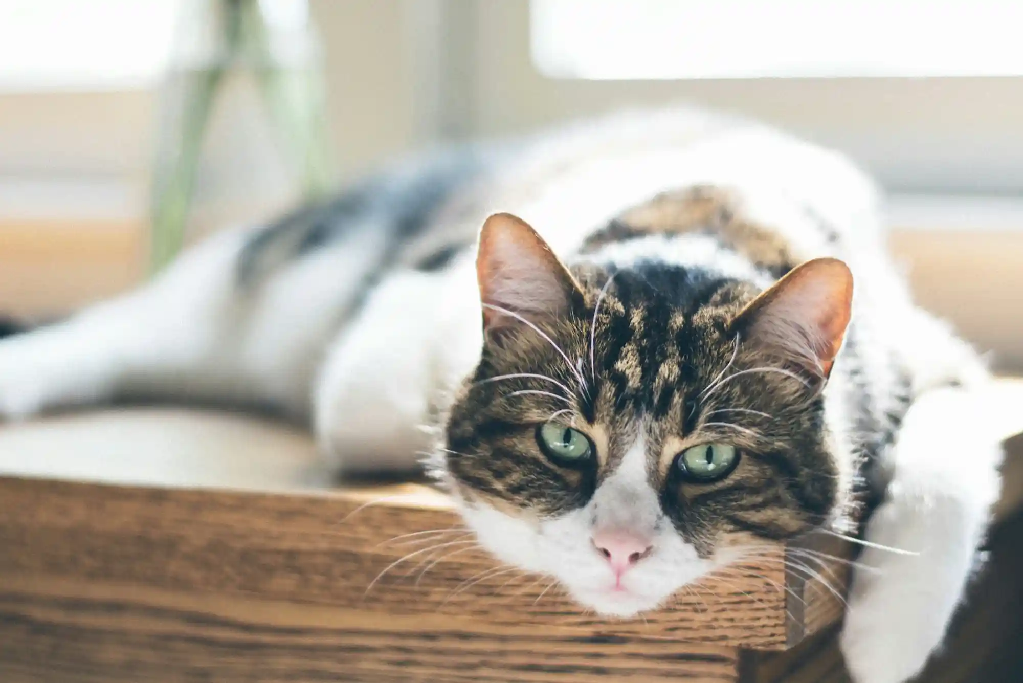 Feline Chronic Kidney Disease (CKD) Stage 3 & 4: Subcutaneous Fluids and Phosphorus Binders