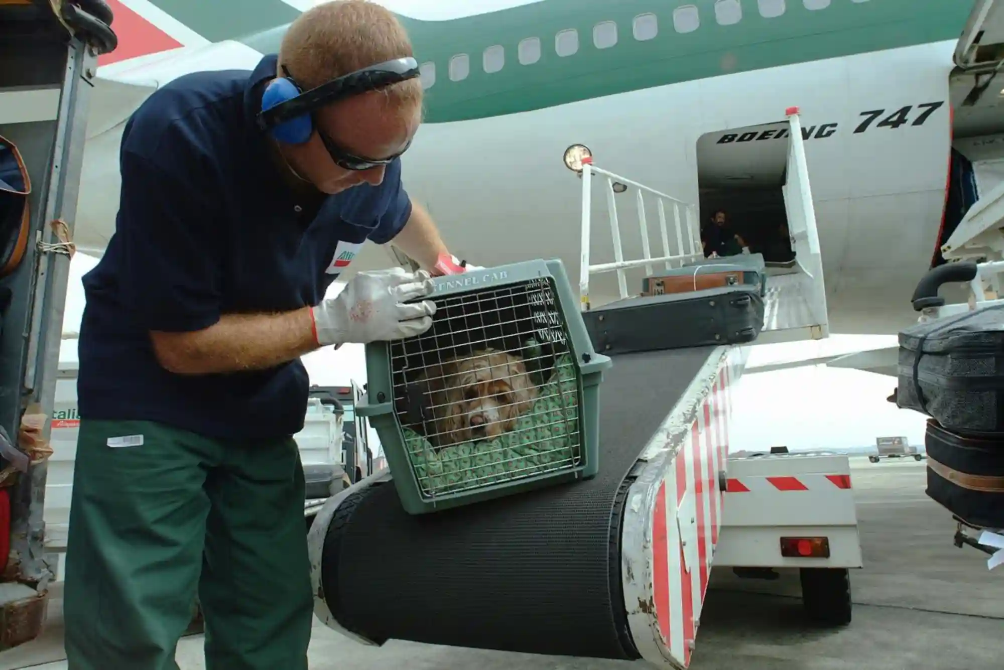 Flying With Dogs as Checked Baggage or Cargo: Temperature Embargoes and Crate Specs