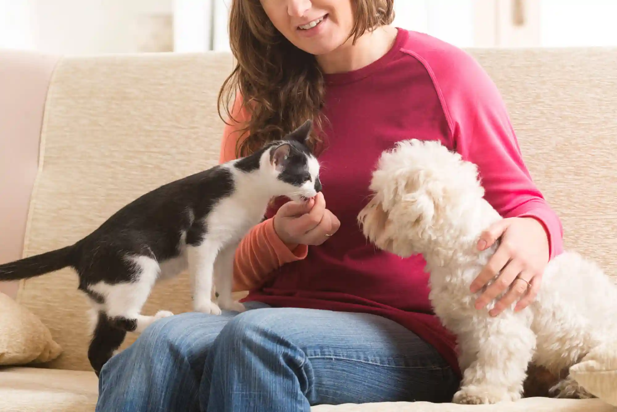 How to Introduce a New Cat to a Dog: Scent Swapping and Visual Barrier Protocols