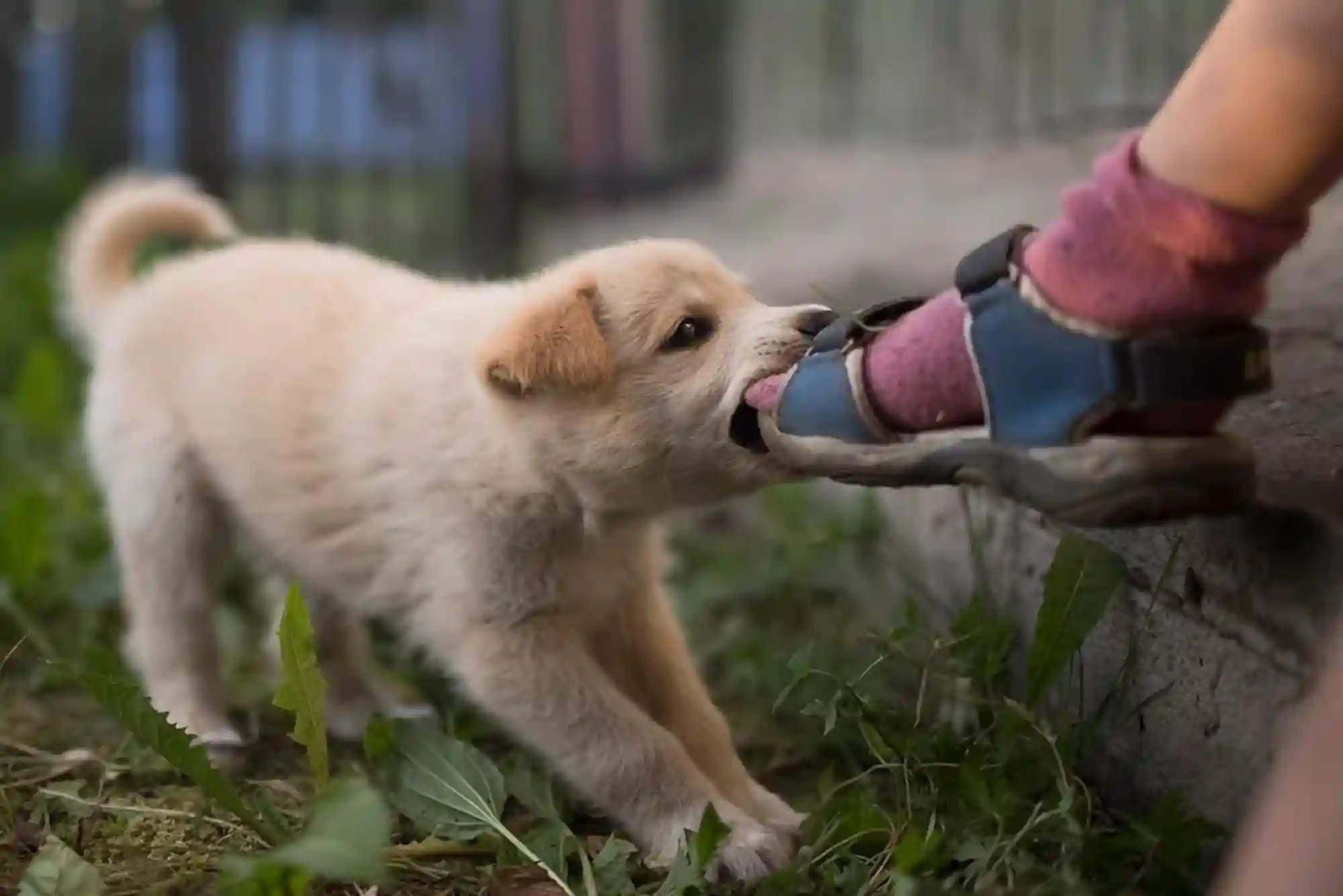 How to Stop a Puppy From Biting Ankles and Pant Legs During Walks